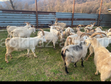 Срочная продажа козы и козлята 