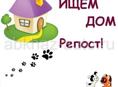 Срочно дом!