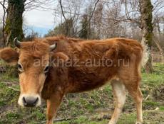 Продам  молодую корову второй  раз будет телиться 