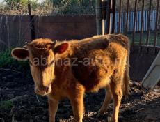 Продам 