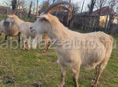 Срочная продажа 