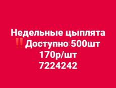 Недельные цыплята 