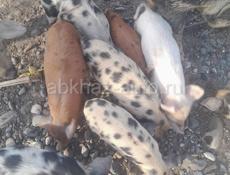 Им полтора месяца 