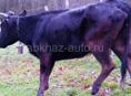 корова 4 года
