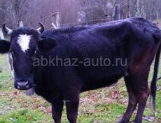 корова 4 года