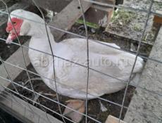 В продаже пара Мусаусных уток( индоутки)