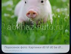 Поросята