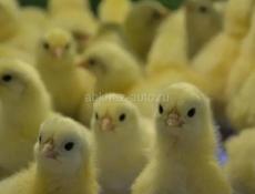 ЦЫПЛЯТА 🐤