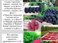 Качественные Саженцы 🔥