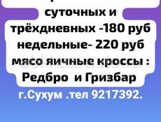  Принимаю заявку на Редбро и Гризбар 