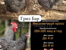 Принимаю заявку на 4-7апреля  