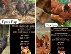 На 4-7 апреля Редбро и Гризбар 