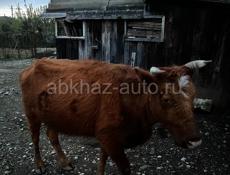 Продается 45т