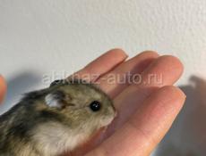 хомяки 