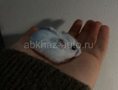 хомяки 