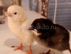 Продаются цыплята