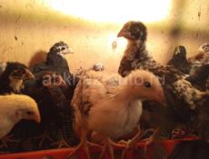 Продаю цеплят от суточных до двух месячных,