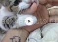 потерялась кошечка
