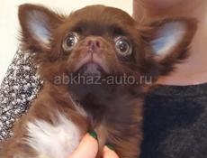 Чихуахуа 