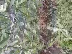 Мандарины саженцы сентябрски