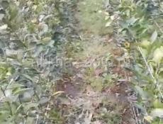 Мандарины саженцы сентябрски