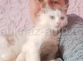 Кошечка