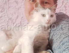 Кошечка