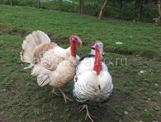 🦃