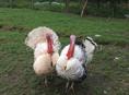 🦃