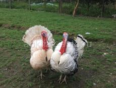 🦃