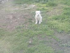 Продаю собаку девочку алабай