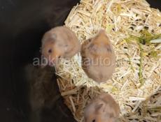 Сирийские и джунгарские хомяки.