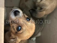Щенки 