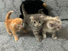 Продаётся котята вислоухие