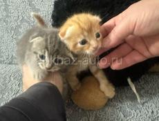 Продаётся котята вислоухие