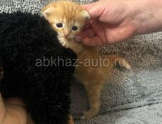Продаётся котята вислоухие