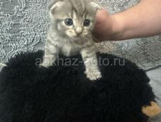 Продаётся котята вислоухие