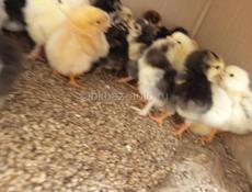 Продам цеплят суточных