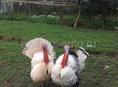 🦃