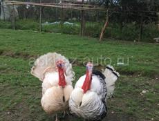 🦃