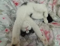 кошка в добрые руки 
