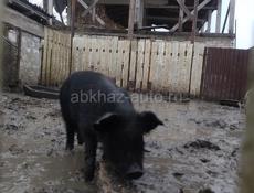 Продаю поросят 