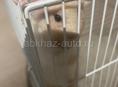 продам срочно хомяков 
