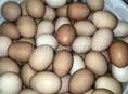 Яйца куриные и Яйца цицарки 