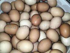 Яйца куриные и Яйца цицарки 
