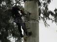 СПИЛ АВАРИЙНЫХ ДЕРЕВЬЕВ 