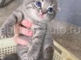 Шотландские котята 💕💕💕💕💕💕