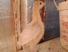 Продаются индюшата 