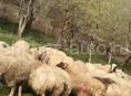 Продажа овец 🐑 