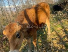 Продам корову 